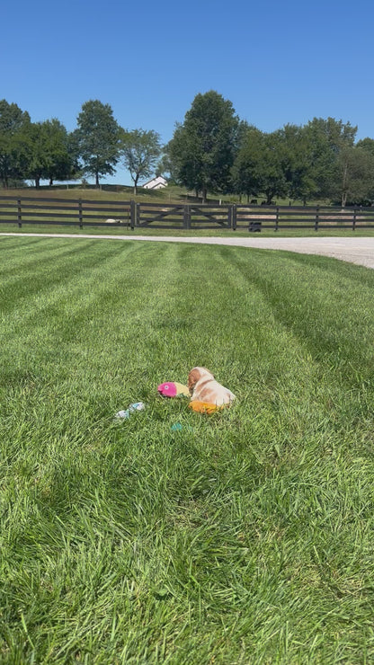 Cavalier King Charles Spaniel Female (Evelynn)