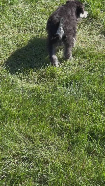 Leo-Miniature Schnauzer Male