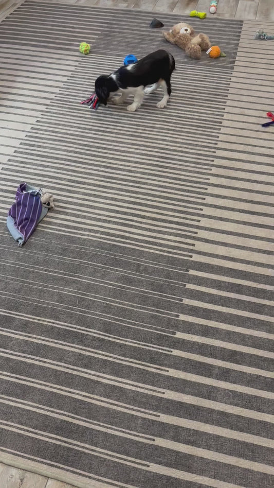 Cavalier King Charles Male (Luca)