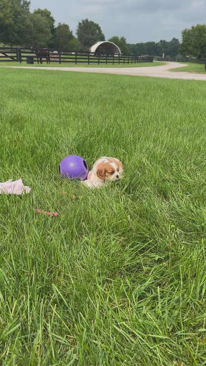 Cavalier King Charles Spaniel Male (Elliott)
