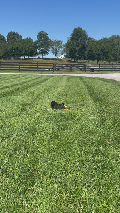 Pug Female (Charlotte)
