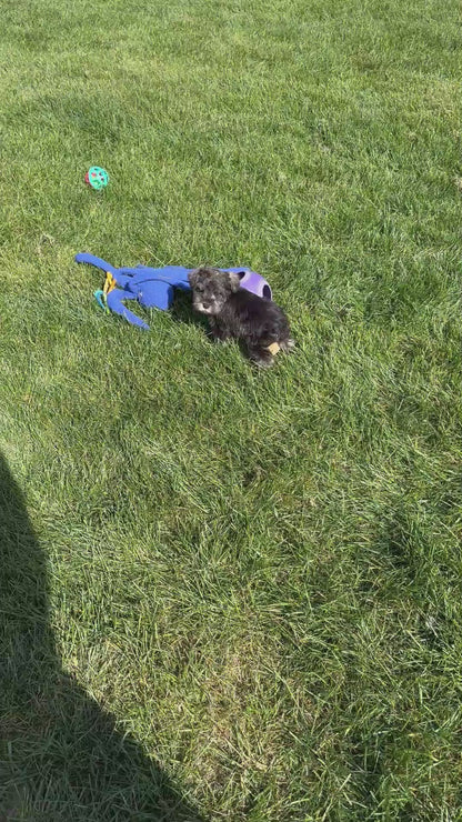 Miniature Schnauzer Male (Wesley)