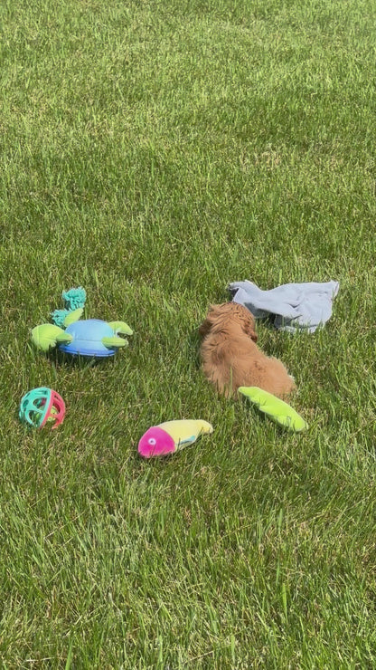 Cocker Spaniel Female (Alina)