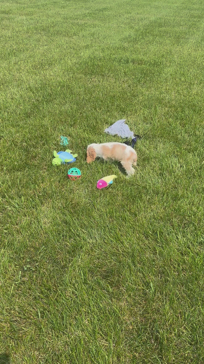 Cocker Spaniel Female (Heaven)