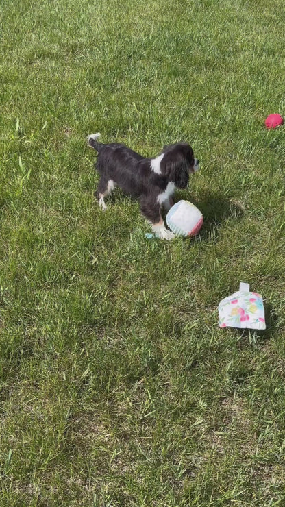 Ossie - Cavalier King Charles Spaniel