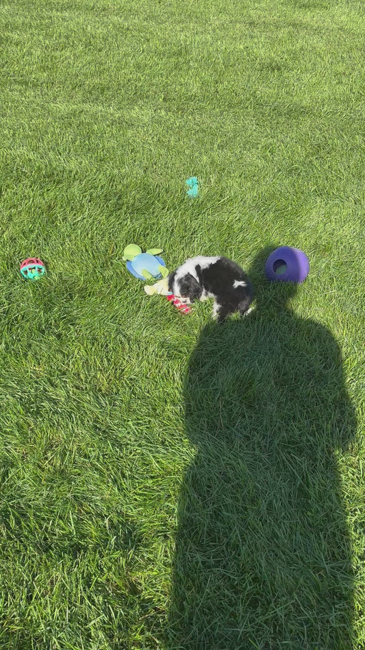 Cavalier King Charles Spaniel Female (April)