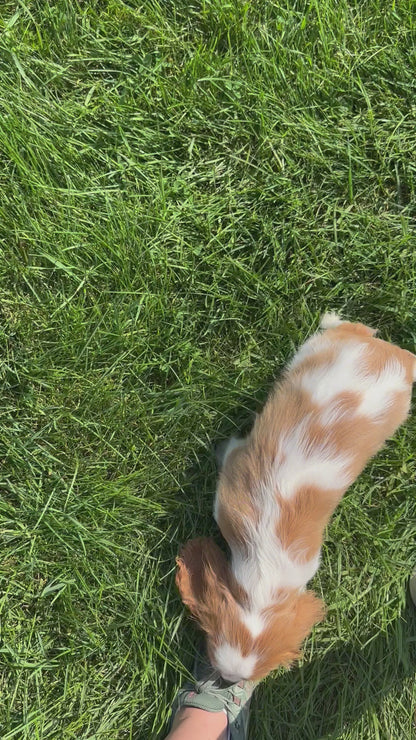 Cavalier King Charles Spaniel Male (Kai)