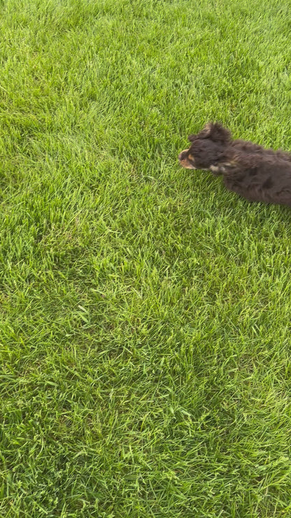 Cocker Spaniel Male (Beau)