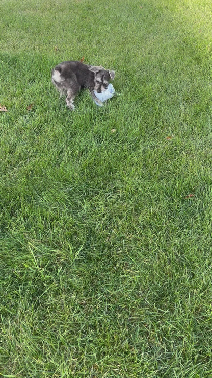 Miniature Schnauzer Female (Kingsley)