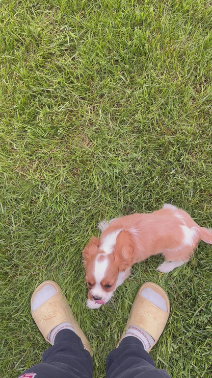 Cavalier King Charles Spaniel Male (Crew)