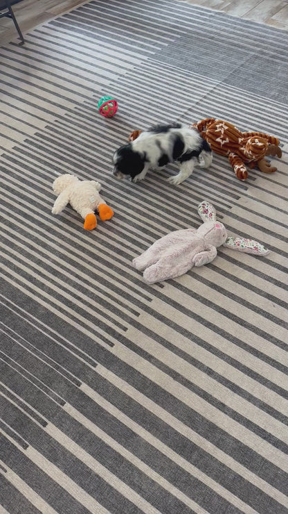 Cocker Spaniel Male (Murphy)