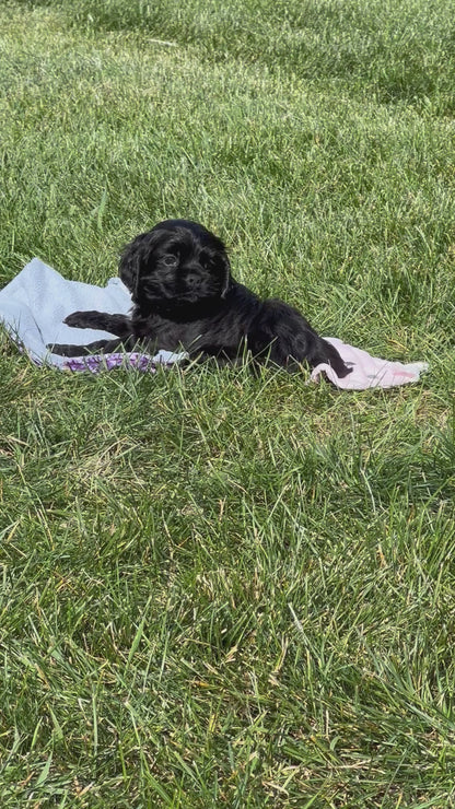 Cocker Spaniel Male (Asher)