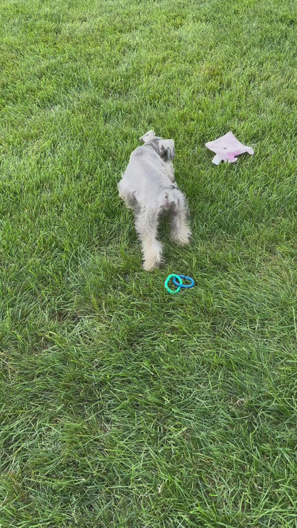 Griffin - Miniature Schnauzer