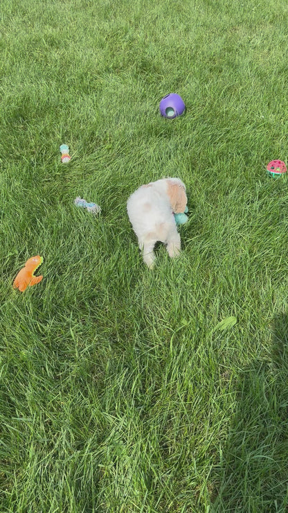 Cocker Spaniel Male (Theo)