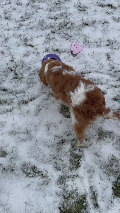 Oscar-Cavalier King Charles Male