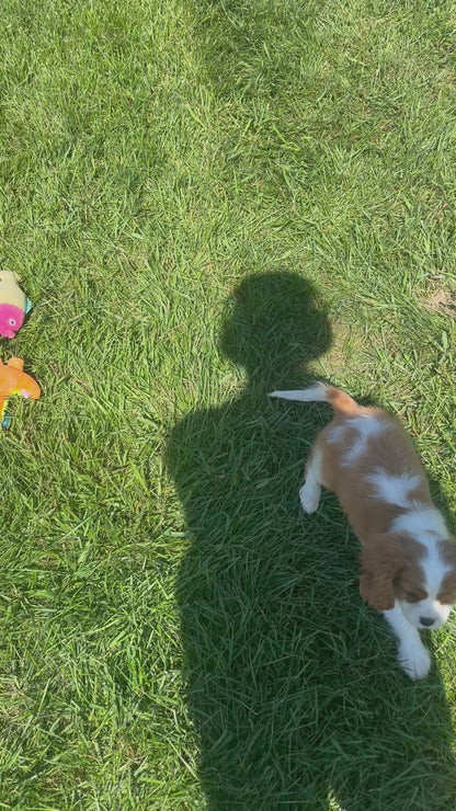 Cavalier King Charles Spaniel Female (Elodie)