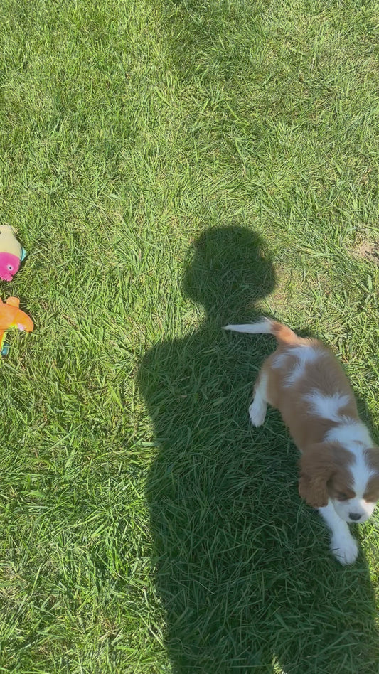 Cavalier King Charles Spaniel Female (Elodie)