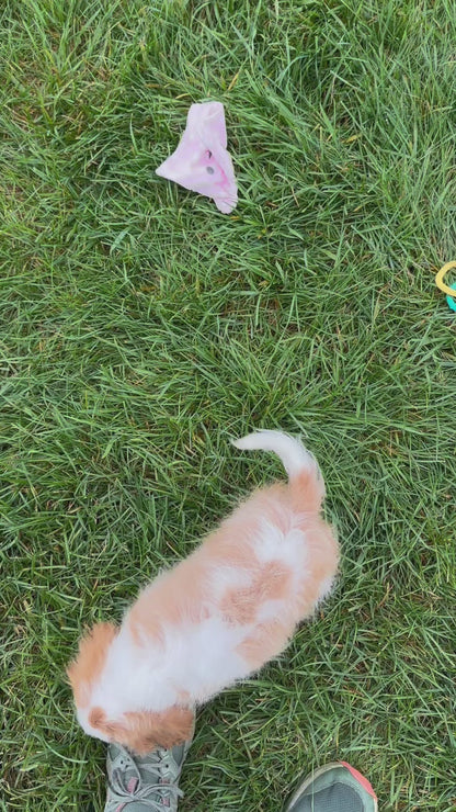 Cavalier King Charles Spaniel Female (Amara)