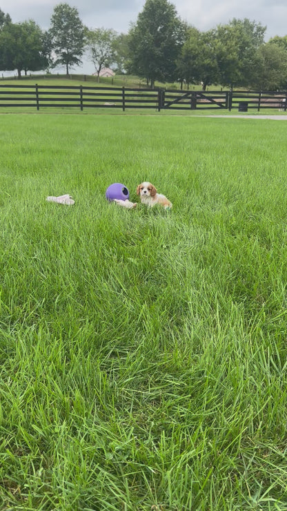Cavalier King Charles Spaniel Female (Elena)
