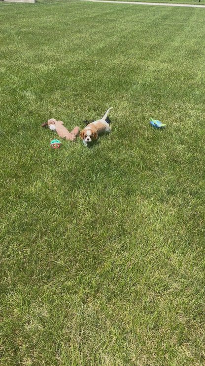 Cavalier King Charles Spaniel Female (Eve)