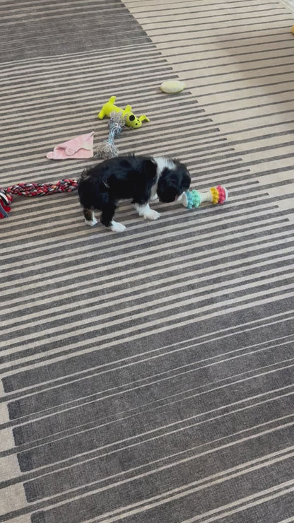 Cavalier King Charles Male (Freddie)