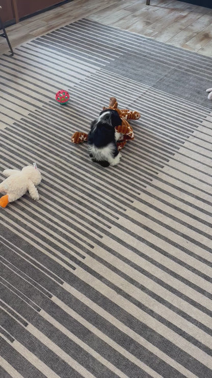 Cocker Spaniel Male (Max)