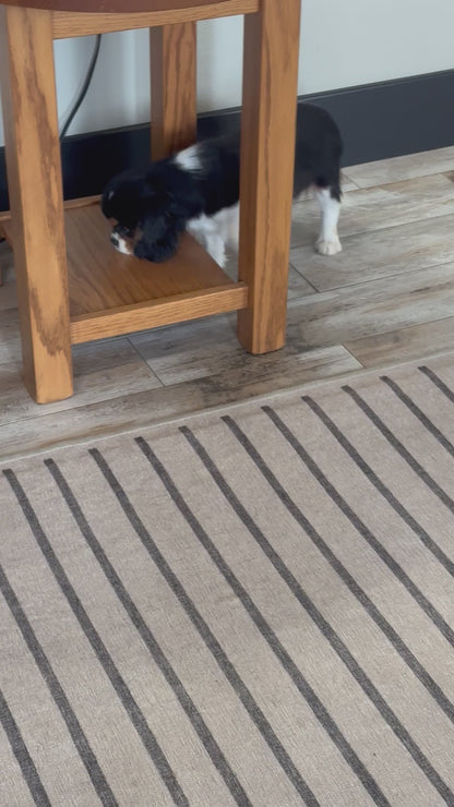 Cavalier King Charles Male (Jordy)