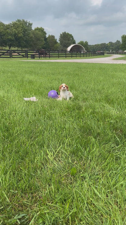 Cavalier King Charles Spaniel Female (Layla)