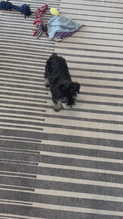 Miniature Schnauzer Female (Jewel)