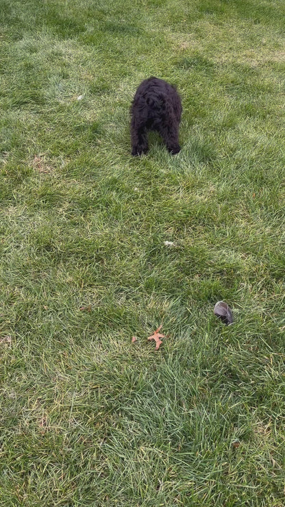 Cocker Spaniel Male (Charlie)
