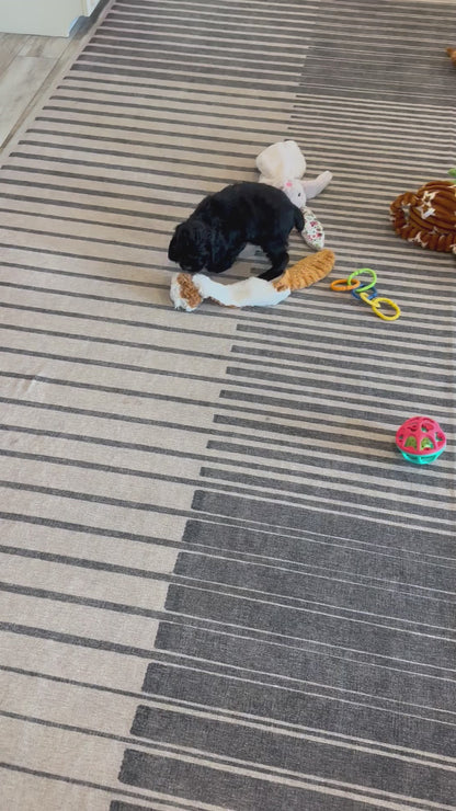 Cocker Spaniel Male (Bailey)