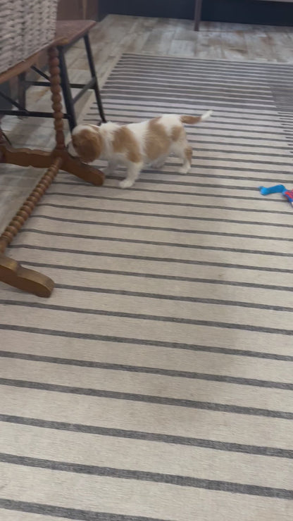 Cavalier King Charles Male (Tiko))