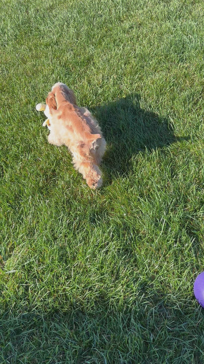 Cocker Spaniel Female (Hadley)