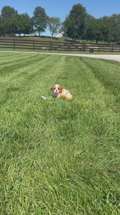Cavalier King Charles Spaniel Female (Caroline)