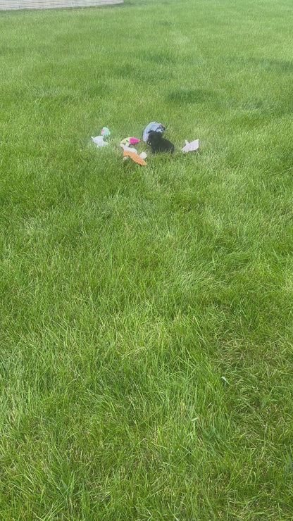 Miniature Schnauzer Female (May)