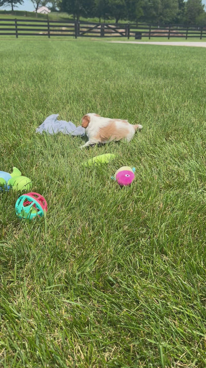 Cavalier King Charles Spaniel Female (Kalani)