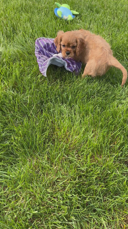 Cavalier King Charles Spaniel Male (Ranger)