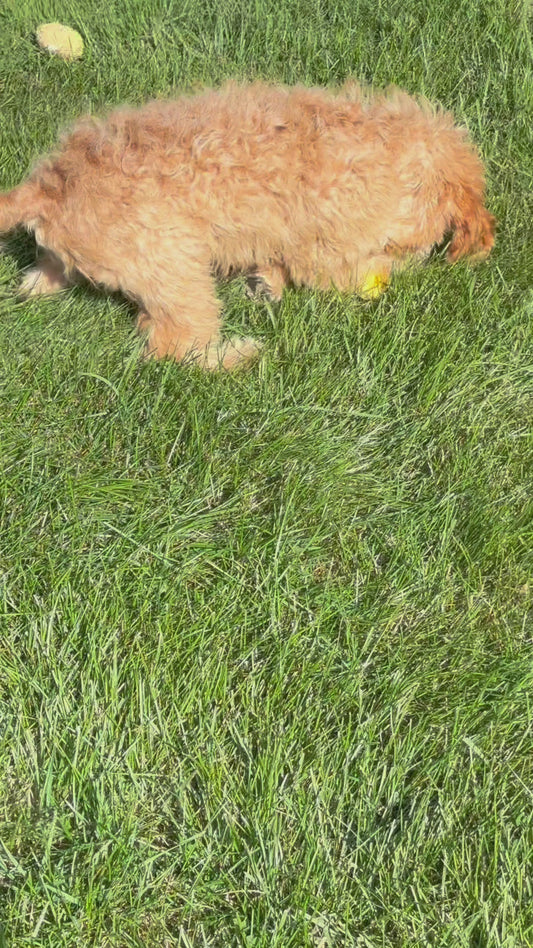 Holland-Cockapoo Male