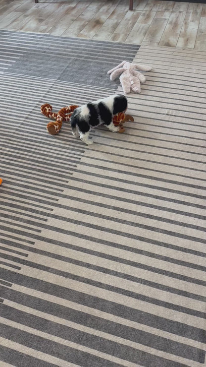Cocker Spaniel Male (Mason)