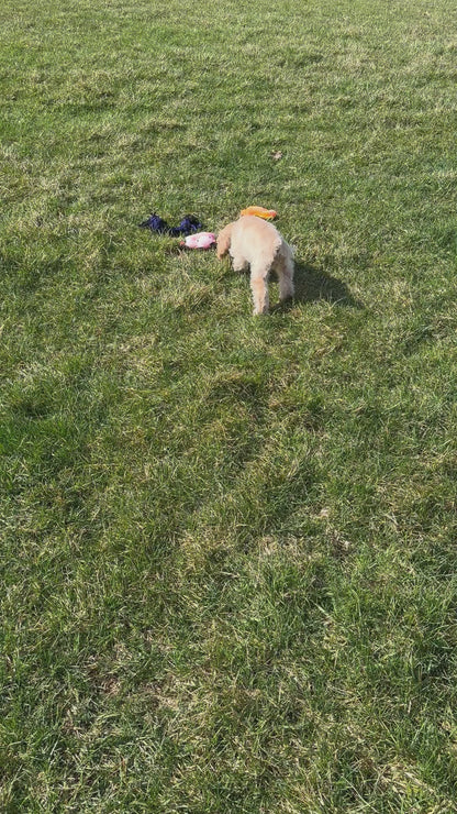 Cocker Spaniel Female (Victoria)