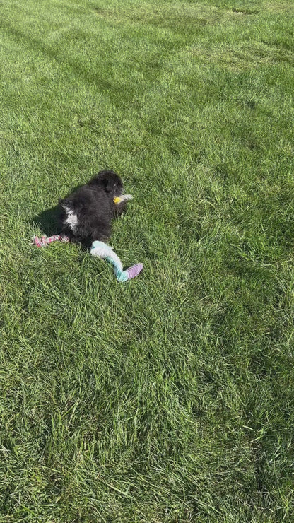 Logan-Miniature Schnauzer Male