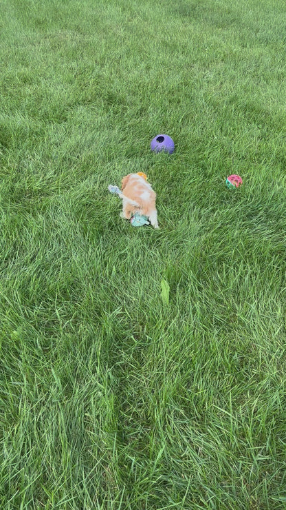 Cavalier King Charles Spaniel Male (Eli)