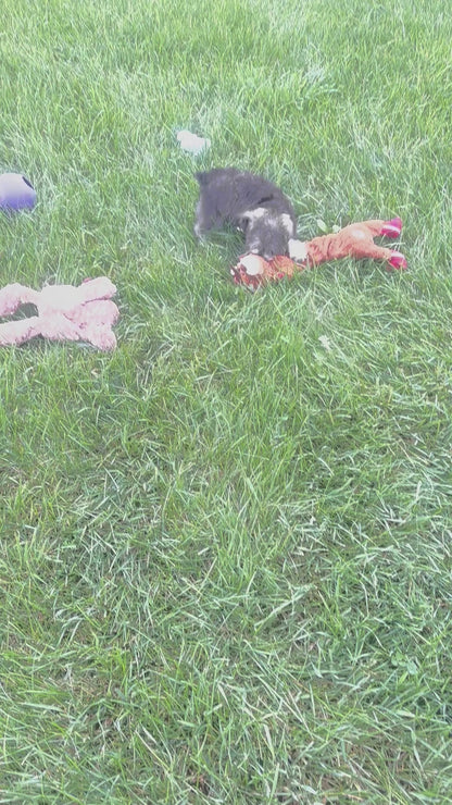 Miniature Schnauzer Female (Marley)