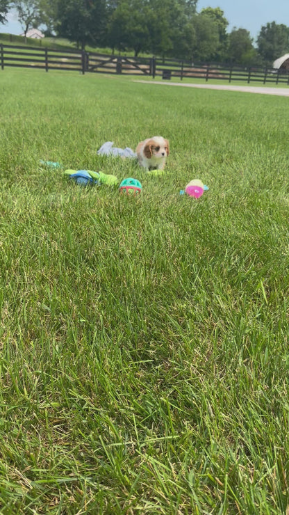 Cavalier King Charles Spaniel Male (Archie)