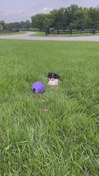 Cavalier King Charles Spaniel Male (Luca)