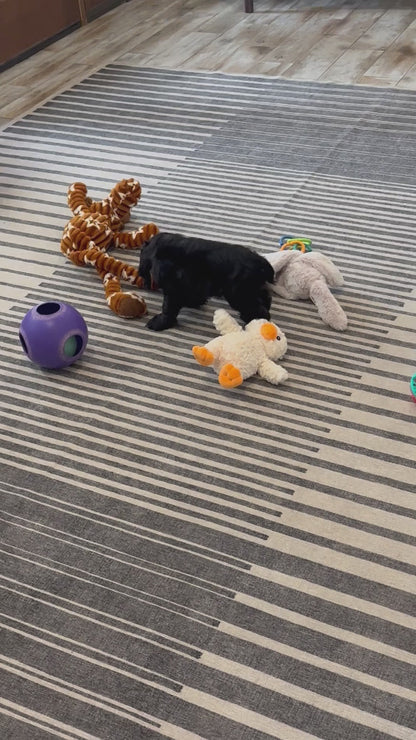 Cocker Spaniel Male (Lance)