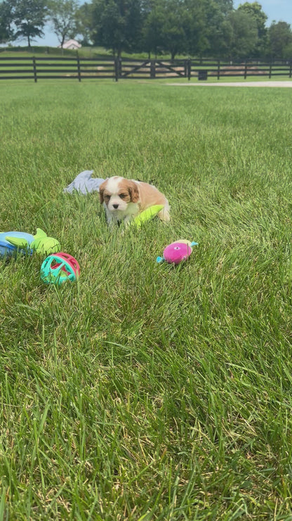 Cavalier King Charles Spaniel Male (Kaden)