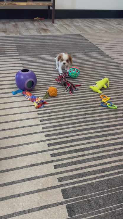 Cavalier King Charles Male (Timmy)