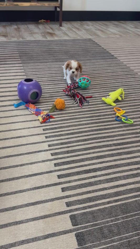 Cavalier King Charles Male (Timmy)