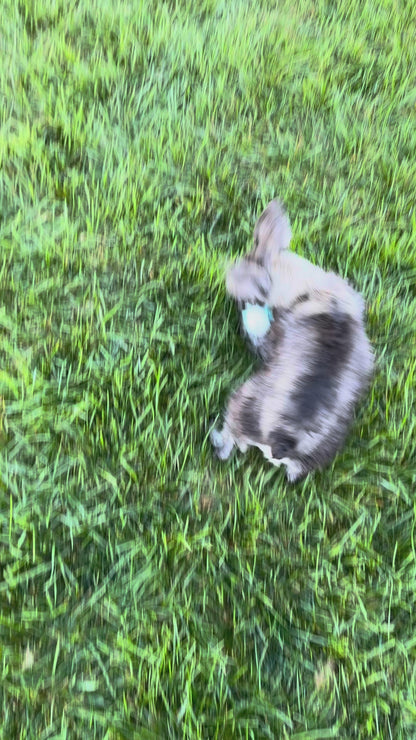 Miniature Schnauzer Female (Kingsley)